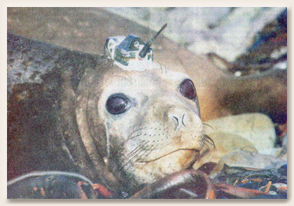 seal